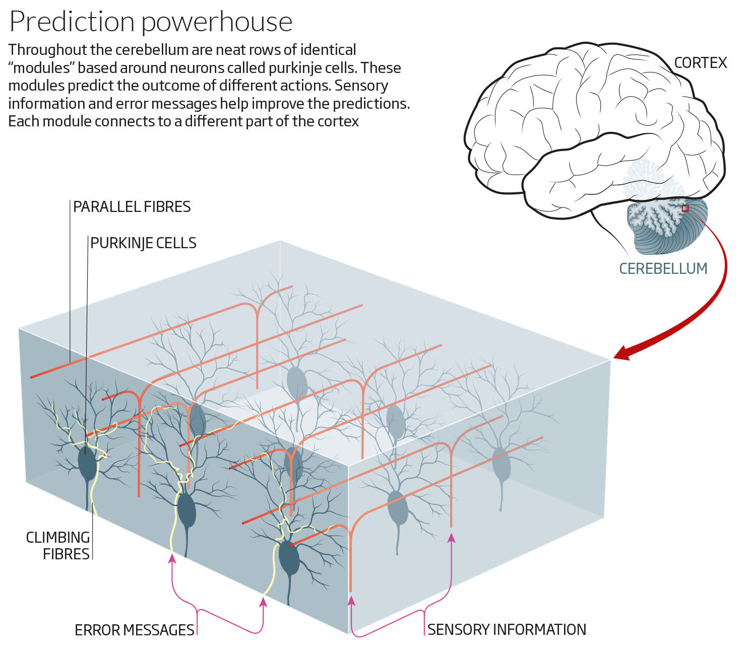 Click to enlarge structure cerebellum