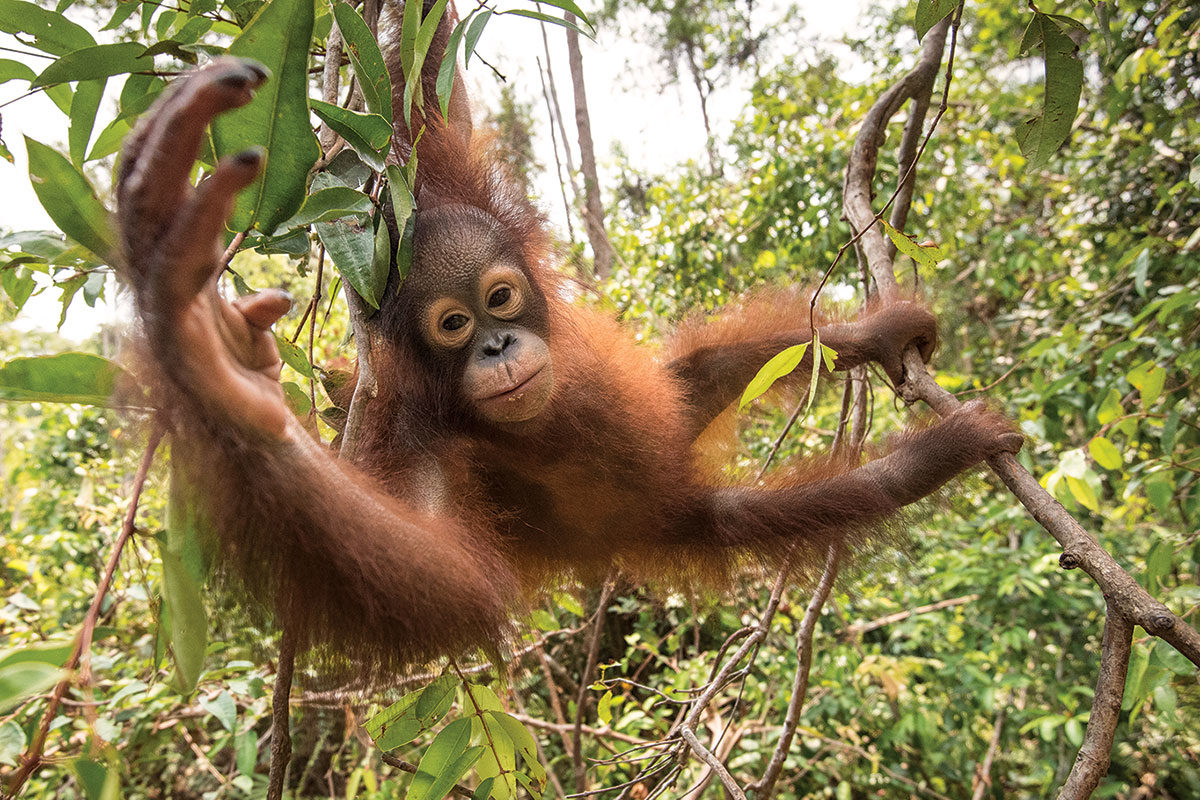 Click to enlarge chimpanzee