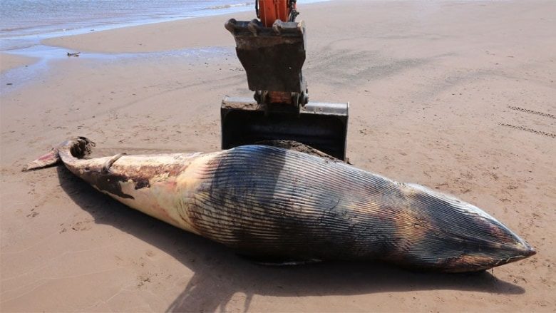 Click to enlarge The dead minke discovered July 2 on the shores of Petit-Pokemouche Bay on the Acadian Peninsula was examined by a MARS team.