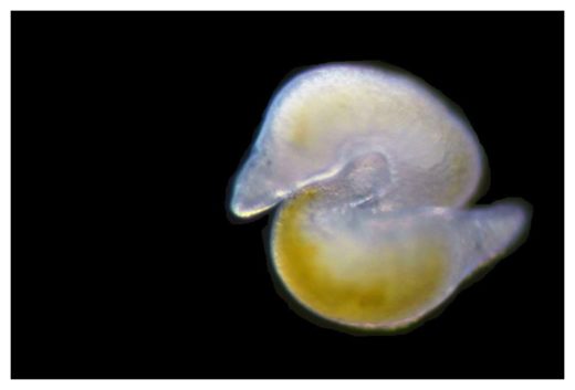Click to enlarge Flatworm