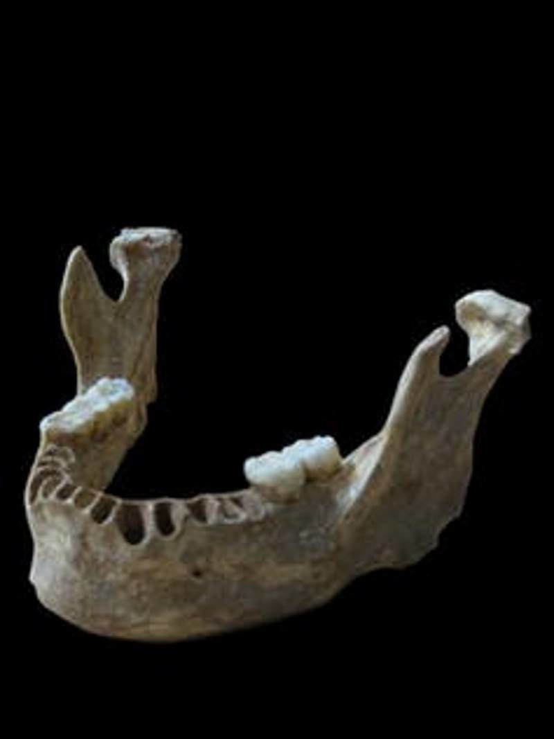 Click to enlarge 40,000-year-old human male jaw Romania
