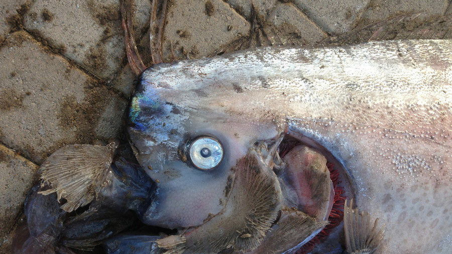 Click to enlarge giant oarfish