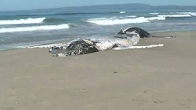 DEAD WHALE