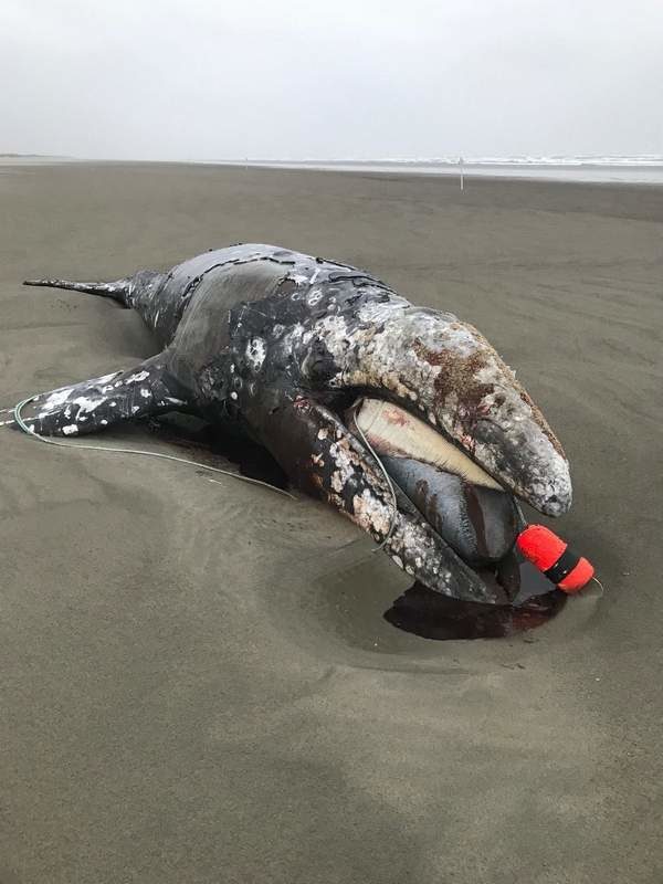 Gray whale