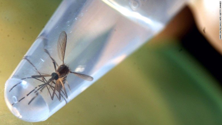 Click to enlarge Aedes aegypti mosquito