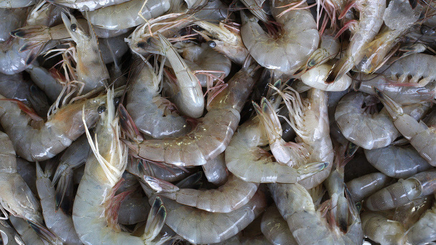 Click to enlarge Freshly caught shrimp.