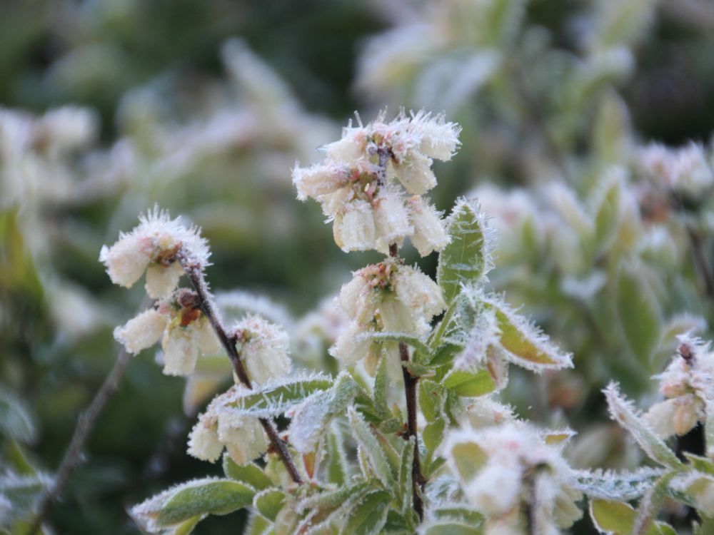 frost damage crops