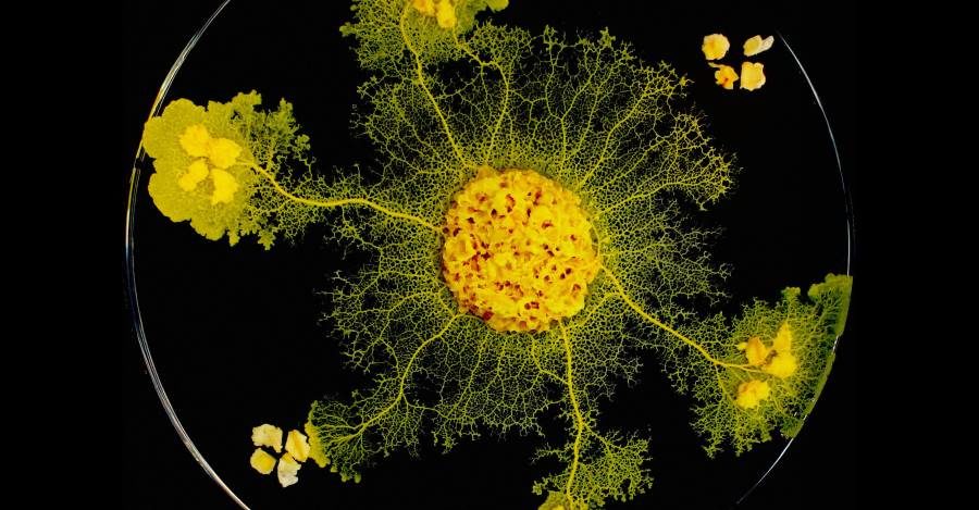 slime mold