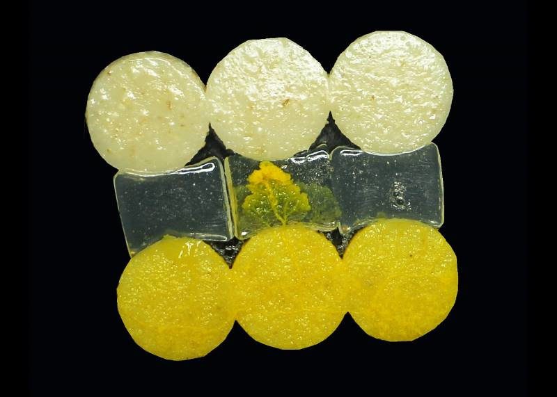 slime mold learning