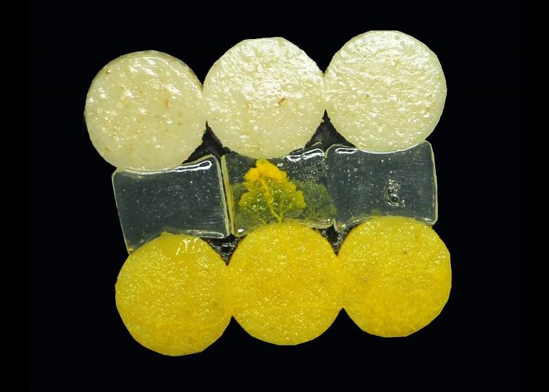 Click to enlarge slime mold learning