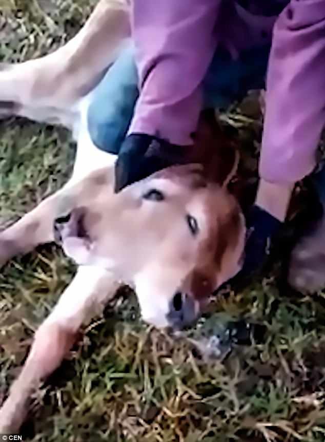 Click to enlarge The animal, which has four eyes and two mouths, can be seen lying on the ground. in a video clip, as workers at the farm feed one of its mouth with milk using an modified bottle