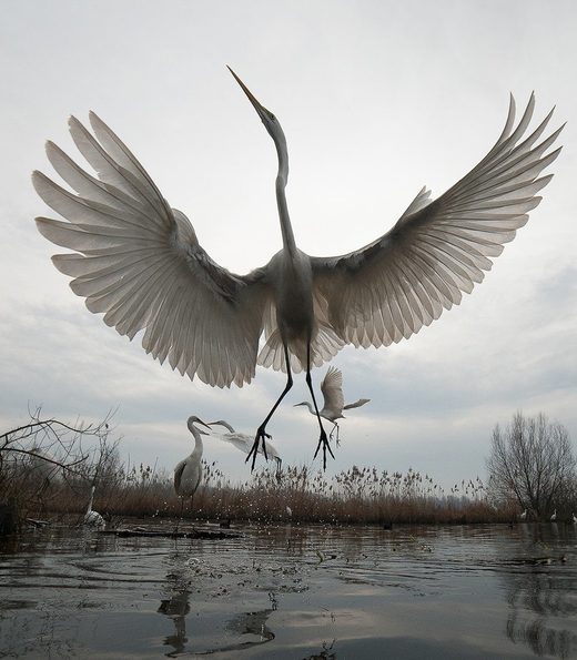 Click to enlarge Great Egret