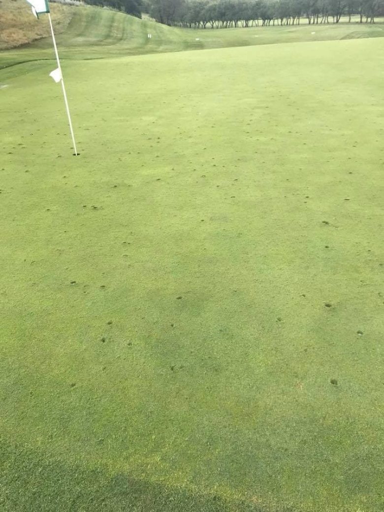 Click to enlarge The green at Willow Bunch Golf Club has deep divots - even bigger than the ones usually made with golf clubs