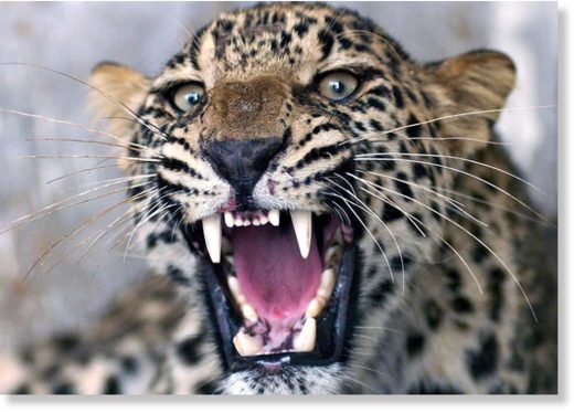 Stock image of leopard