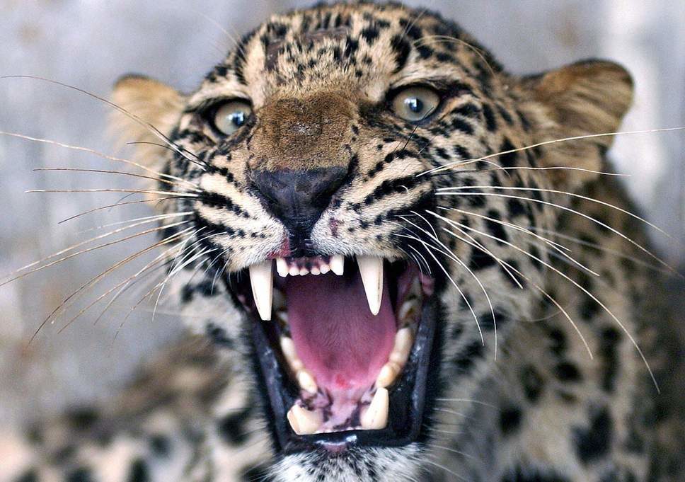 Stock image of leopard