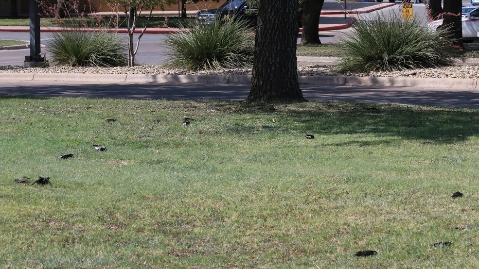 DEAD BIRDS