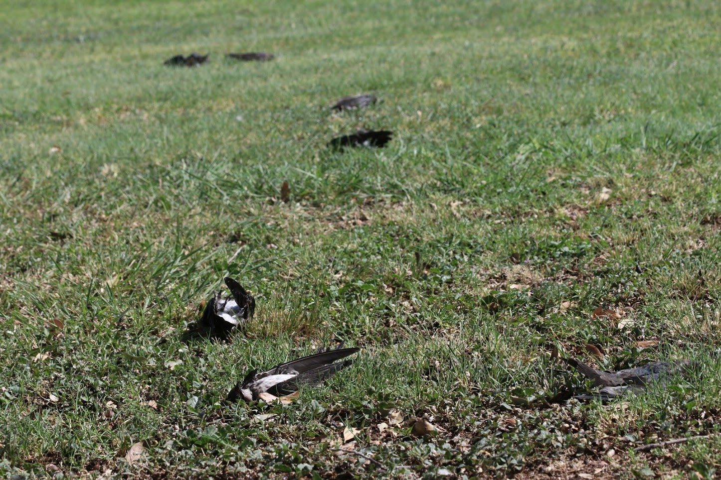 DEAD BIRDS