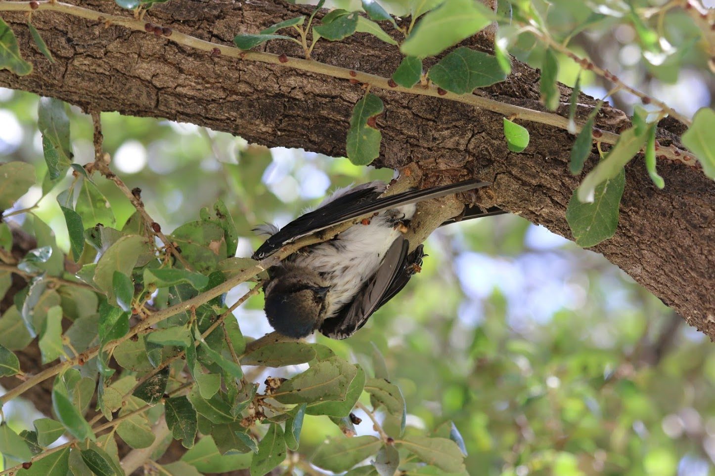DEAD BIRD
