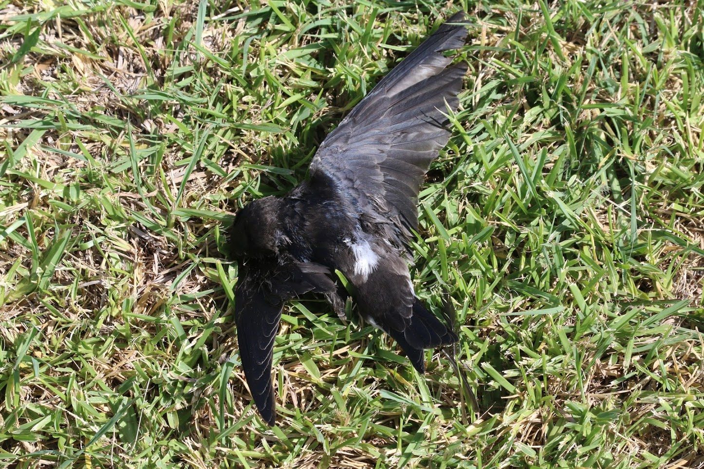 DEAD BIRD