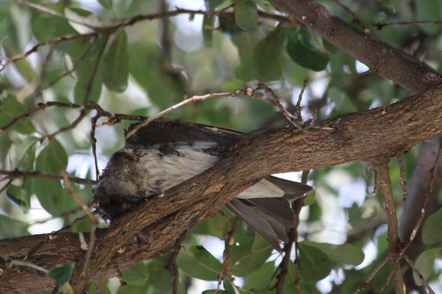 DEAD BIRD
