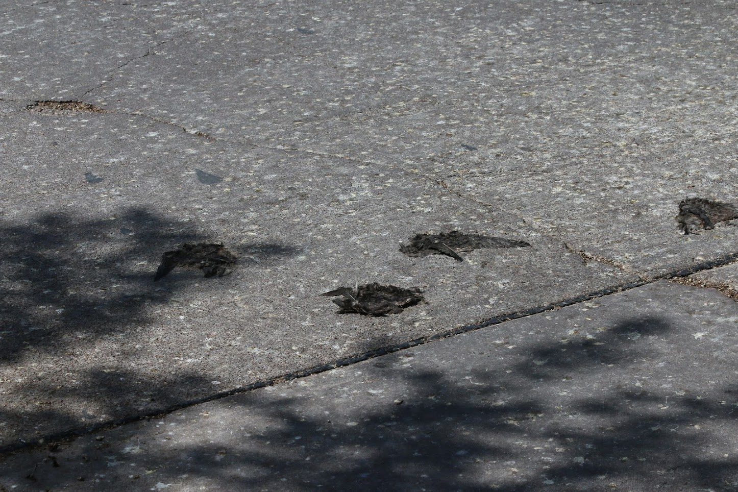 DEAD BIRDS