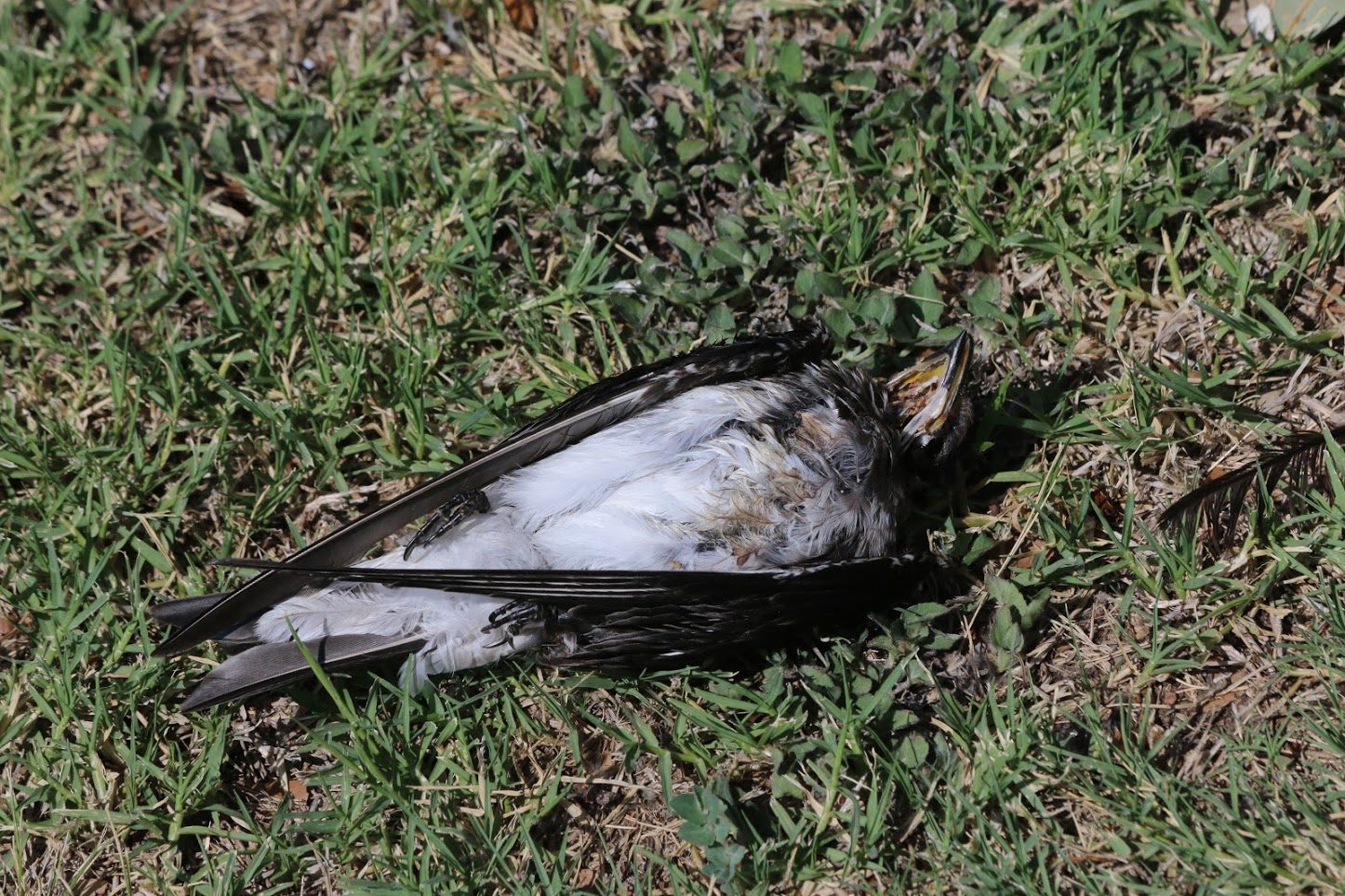 DEAD BIRD