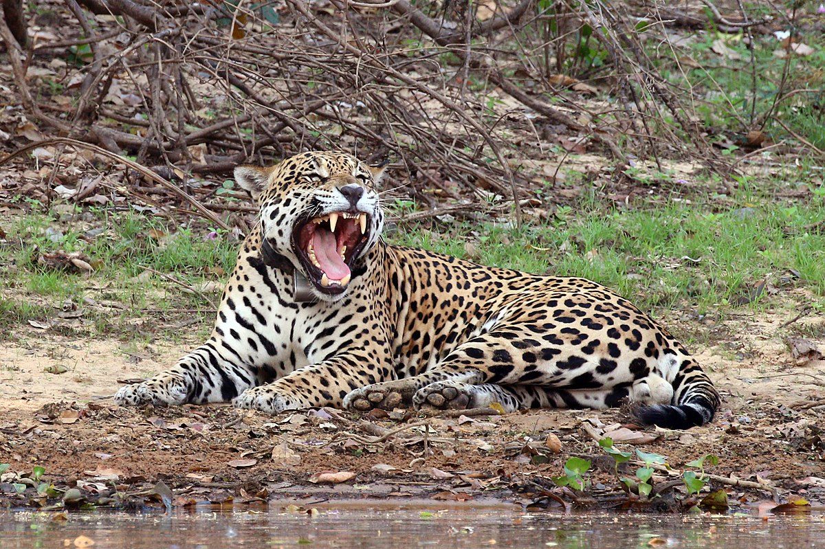 jaguar