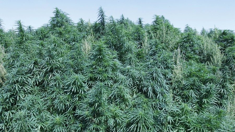 Marijuana