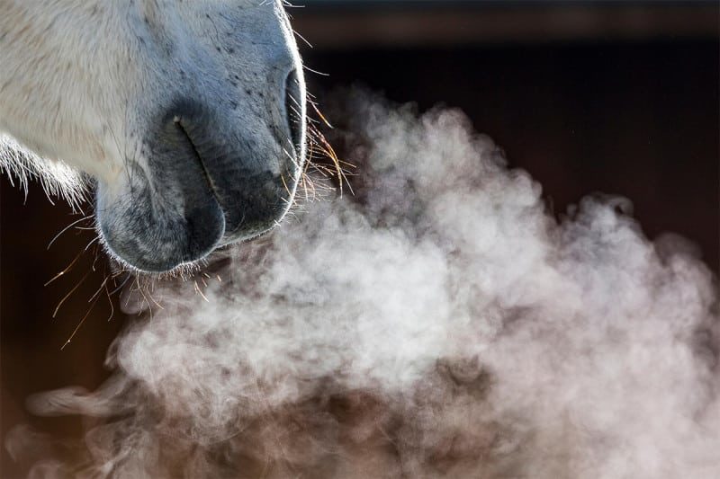 horses snort