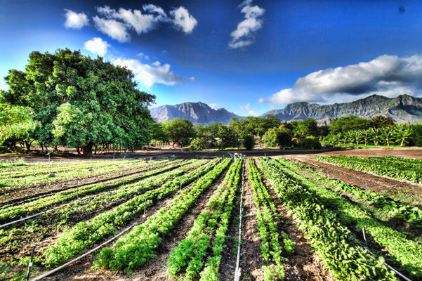 Agroecology