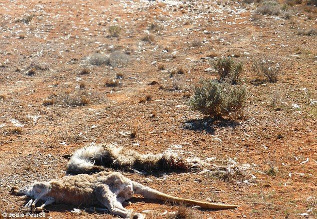 Click to enlarge aus drought