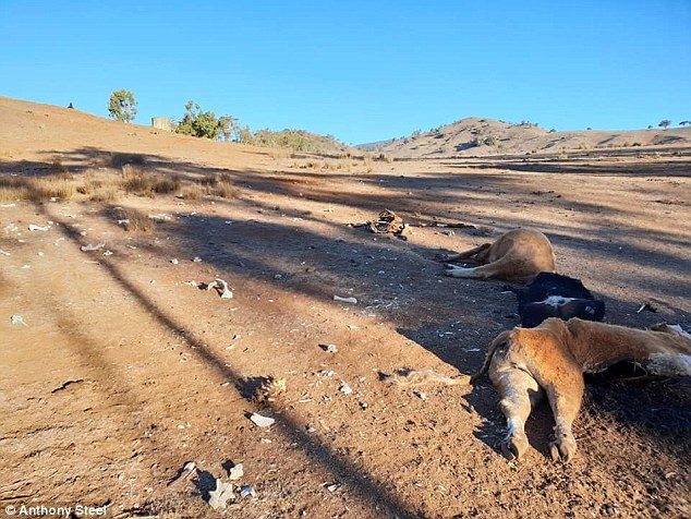 Click to enlarge cows drought