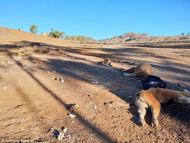 cows drought