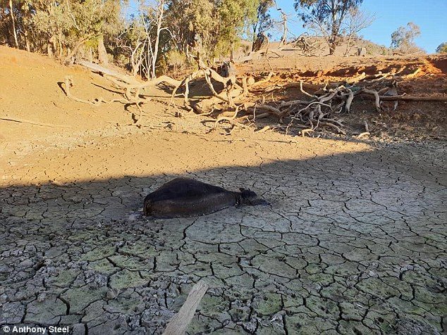 Click to enlarge cow dead drought australia