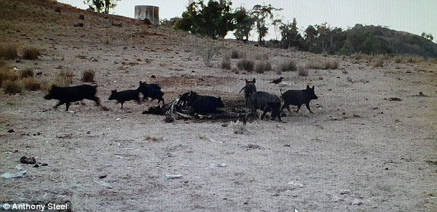Click to enlarge pigs drought