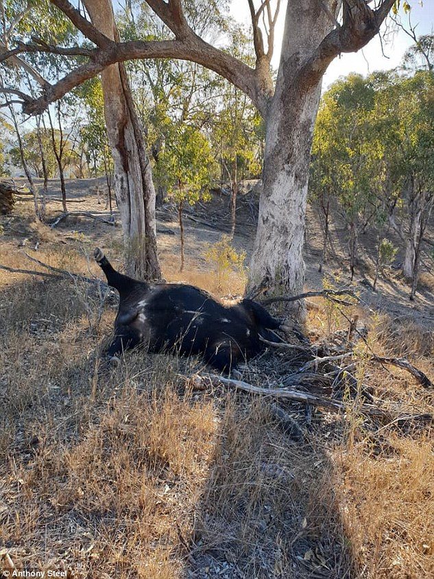 Click to enlarge cattle dead drought