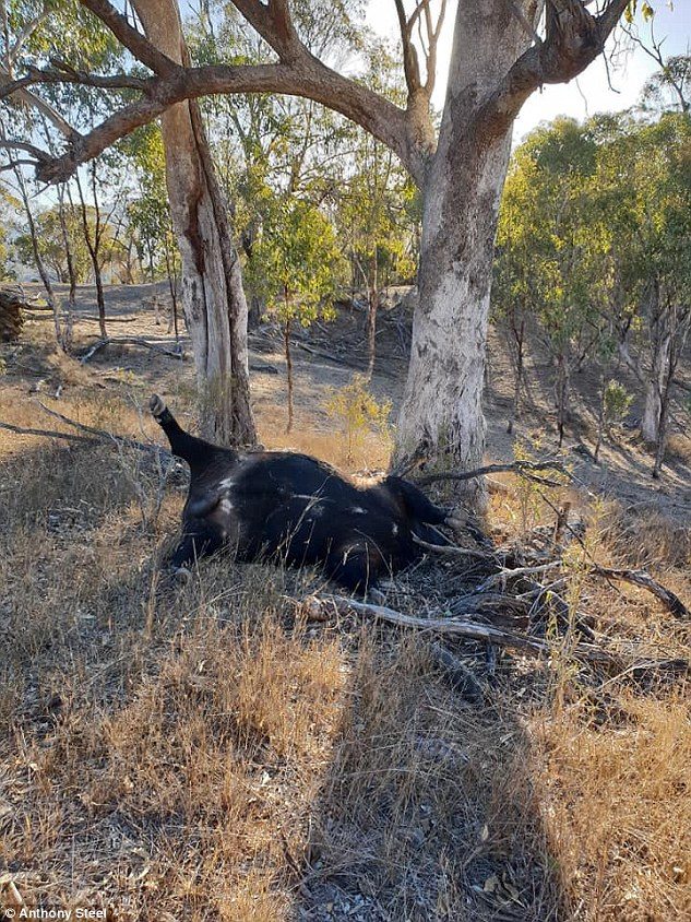 cattle dead drought