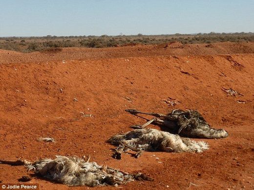 australia drought