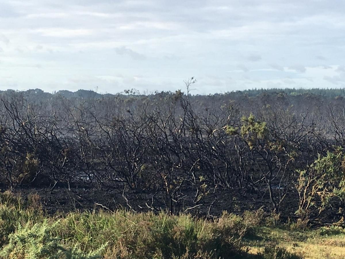 gore fire hampshire