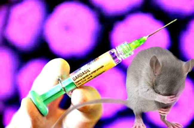 mouse injection