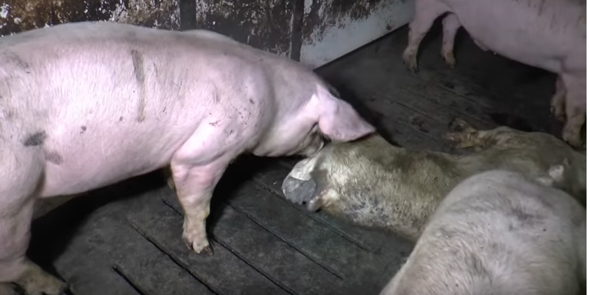 cannibal pigs hogwood farm