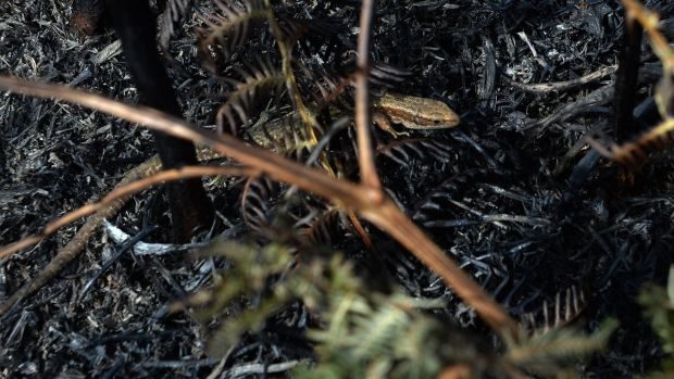 A lizard peeps out of the scorched earth on Bray Head.