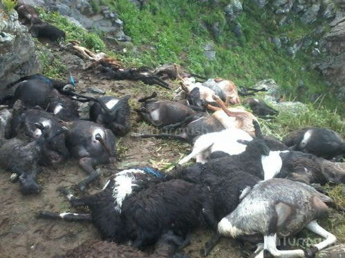 Lightning kills sheep
