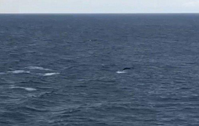 Click to enlarge An enigma of the ocean has been photographed by passengers travelling on a ferry from Portsmouth to Spain.