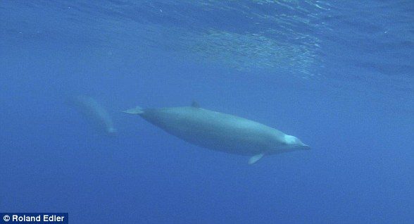 True's beaked whales are members of the family Ziphiidae, the second largest family of cetaceans