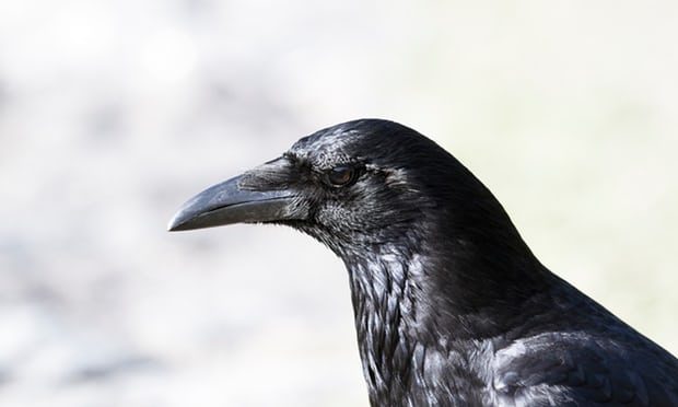 Crow