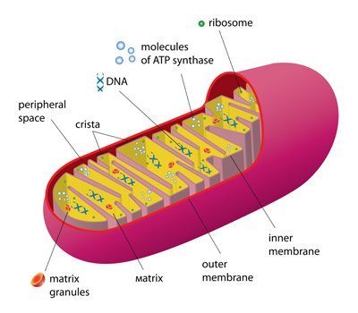 Click to enlarge mitochondria