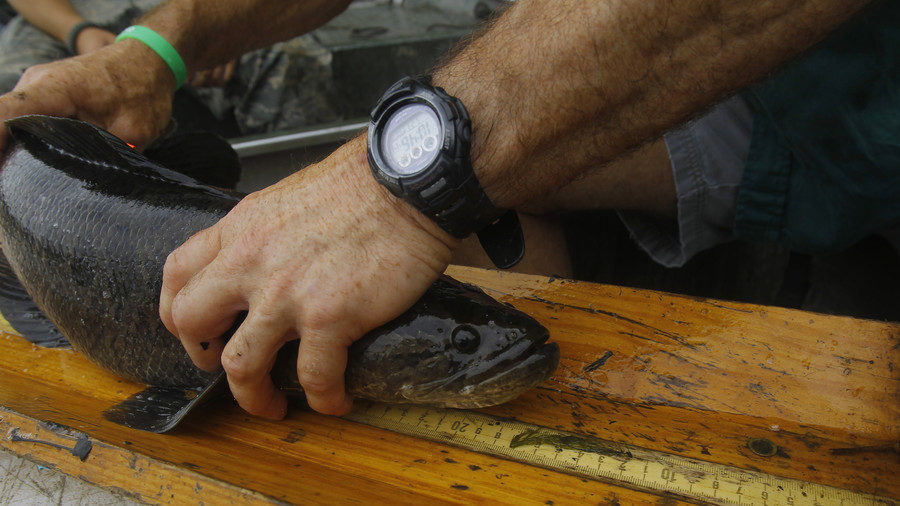 Click to enlarge Snakehead frankenfish ecology disruptor