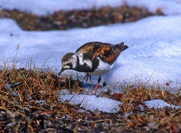 A turnstone on a patch on snow in Zackenberg, Greenland.