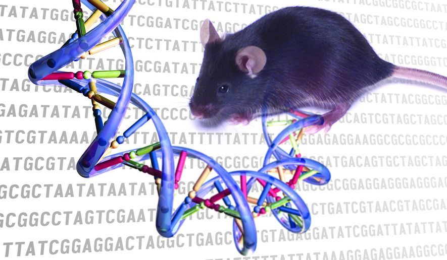 dna mouse genetic sequence